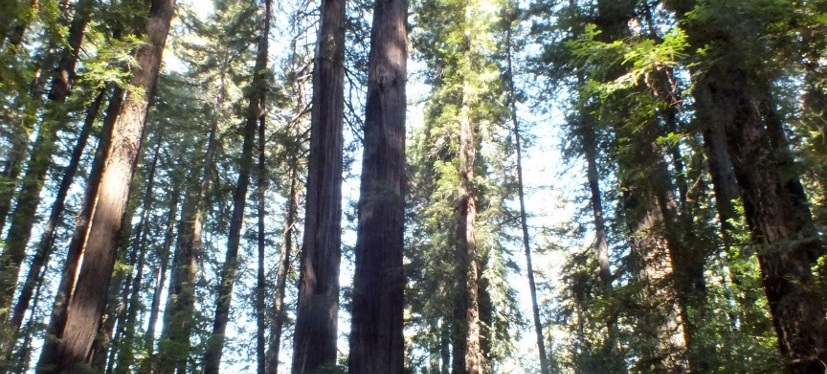 Ave of the Giants, Northern CA ~ Photos