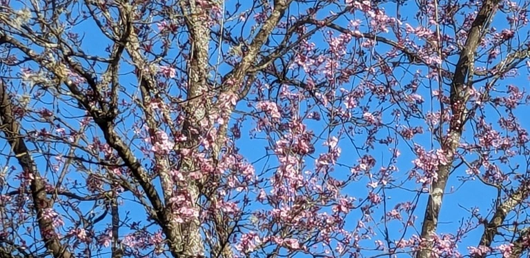 A Hint of Spring ~ Gig Harbor, WA ~ Photos ~ Quotes ~ March 2024